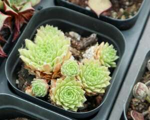 多肉服盆期怎么浇水