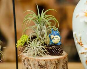 空气凤梨秋天怎么养