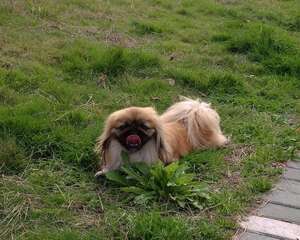 为京巴犬清理鼻子的注意事项