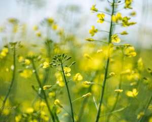 油菜花怎么养长的好