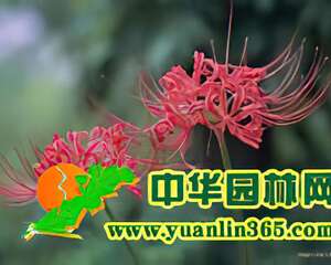 彼岸花的栽培及生长习性