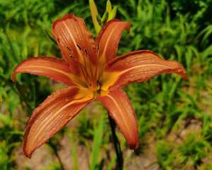 萱草花有毒吗，如何种植最科学