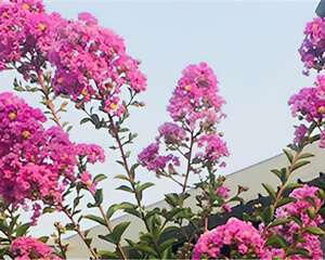 紫薇花
