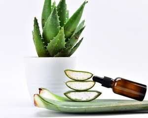 芦荟叶子卷起来了怎么办