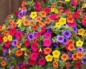 晾衣杆上挂盆它，立马开成大花球，1年连开300天不歇气！