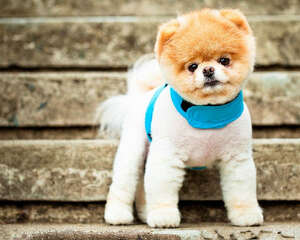 正确测量狗狗的“三围”