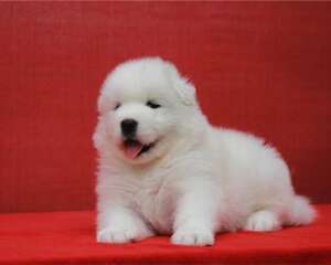 小狗营养膏的使用要点