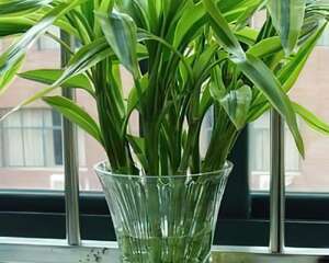 家庭养花如何进行水养富贵竹？