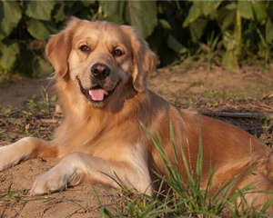 金毛犬的喂食要点