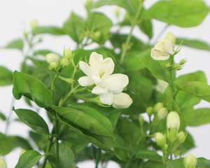 盆栽茉莉花的养护方法