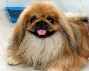 北京犬有什么优缺点