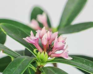 花卉瑞香的养殖方法和注意事项