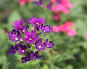 如何用种子种植美女樱