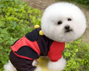 冬天，为狗狗保暖谨防三大误区