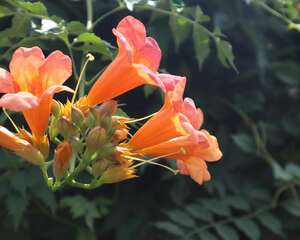 凌霄花如何繁殖，如何移植