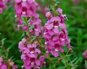 钓钟柳(象牙红)的介绍与栽培管理