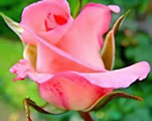 食用玫瑰栽培及其开发价值（图）