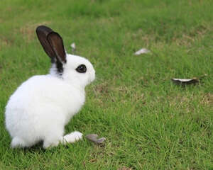 宠物兔兔怎么养