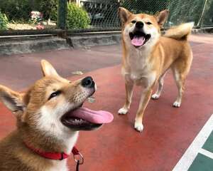 狗狗拉肚子怎么办？聪明的铲屎官这样做！