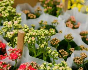 长寿花浇水的正确方法，浇水多了怎么办