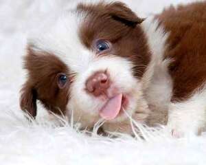 正确清理宠物狗眼上的污物