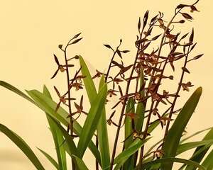 天冷开花的兰花，一共有6种，有香味、特好看！