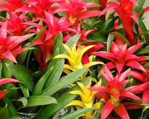 鸿运当头如何分株繁殖