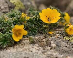 毛果委陵菜图片