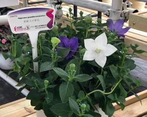 绿桔梗的花语是什么（不同颜色的花语）