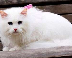 山东狮子猫掉毛怎么办？山东狮子猫掉毛原因有哪些？