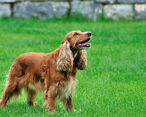 狗狗冬季易被哪些疾病缠身