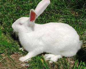 宠物兔寄生虫病之兔虱病