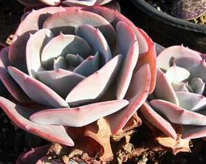 红粉台阁 Echeveria runyonii cv