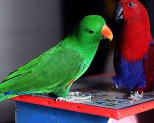 折衷鹦鹉的品种介绍