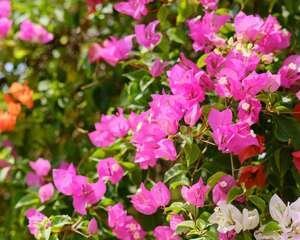 三角梅叶子一碰就掉的原因，解决方法