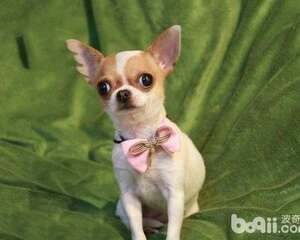 吉娃娃腿抽筋怎么办 吉娃娃腿抽筋的原因有哪些