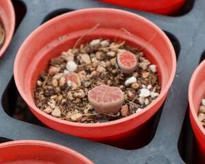 生石花有多少品种