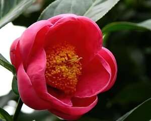 越南抱茎山茶图片