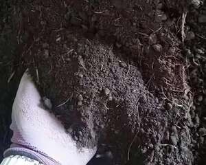 土里掺点它，3年不用换盆，花照样年年开！