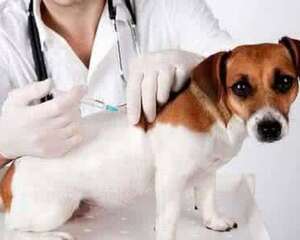 幼犬疫苗怎么打？幼犬疫苗打几针