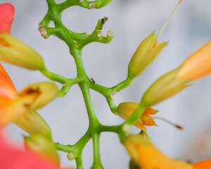 凌霄花盆景制作和养护