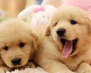 长毛犬如何过夏季