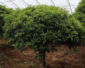 桂花树的养殖和注意