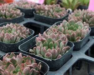 多肉红宝石怎么浇水