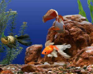 水族箱怎么进行大扫除？