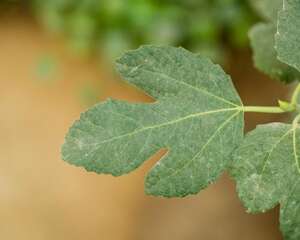 无花果树不开花吗