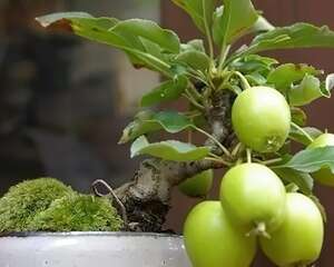 这花太贵了，竟然还都说它丑，看完再评价！