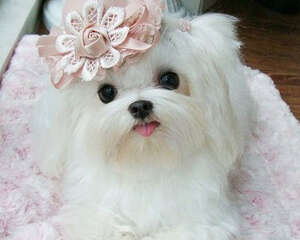 狗狗牙齿松动怎么办