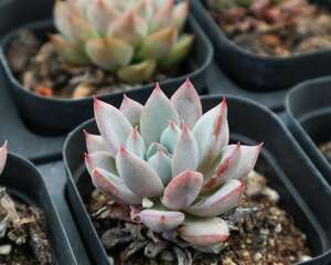 多肉蚧壳虫怎样彻底消灭