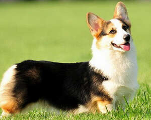 如何应对狗狗因为放纵而引起的攻击性行为